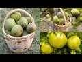 Download Lagu شاهدو خيرات الله في واد غيس فاكهة التين أشتوي نواحي الحسيمة 