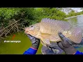 Download Lagu SAYA MANCING IKAN NILA DAPAT BESAR DI DEKAT BAMBU TENGGELAM  || mancing ikan nila di waduk lahor
