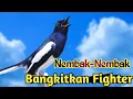 Download Lagu PANCINGAN KACER GACOR KONSLET, SEKALI DENGAR KACER LAIN LANGSUNG EMOSI NYAUT ON PLAY
