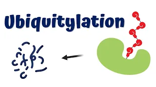 Ubiquitination of Protein degradation of Proteins 4K Animation