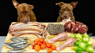 Pitbull Raw Feeding ASMR | Best Dog Eating Sounds