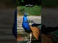 Download Lagu Surat Yasin  By Qari Abdur-Rahman as Sudais Full arabic with (HD)