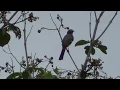 Burung Mantenan di Alam Aslinya