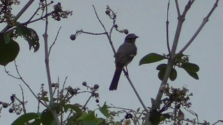burung mantenan di alam aslinya