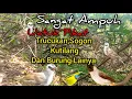 Download Lagu Suara Pikat Trucukan Ribut Kombinasi Kutilang Kejepit Dan Sogon
