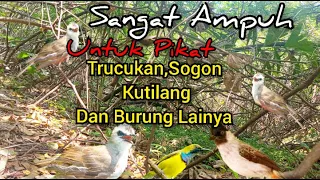 suara pikat trucukan ribut kombinasi kutilang kejepit dan sogon