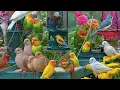 Download Lagu 🔴LIVE 4K Cottage Garden Bird Feeder: Cardinals, Woodpeckers, Song Birds, Bees, and Flowers