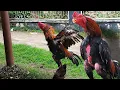 Download Lagu INI DIA AYAM BANGKOK JAWARA,. KALAU AYAM BANGKOK JUARA BERKOKOK TAK ADA YANG BERANI GANGGU DIA