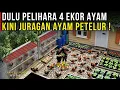 Lagu MODAL 4 AYAM PETELUR BISA JADI JURAGAN RATUSAN AYAM DI KAMPUNG SENDIRI | CERITA USAHA KEBUN SAMARA
