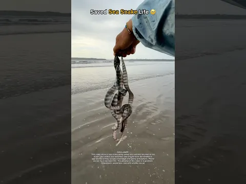 Sea Snakes back to the sea where they belongs 🥹