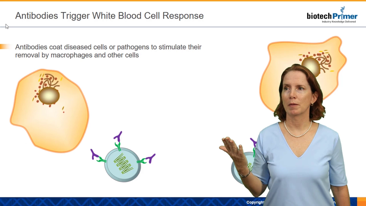 Monoclonal Antibody Structure and Function