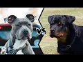 PITBULL VS ROTTWEILER - Which is More Powerful