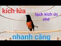 Download Lagu tiếng chòe lửa tạch gắt dùng kích lửa cho chòe lửa lên lửa cực nhanh hót | murai batu | shamabird