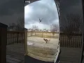Download Lagu Cat Fights Off Eagle Attack (Caught On Ring Camera)
