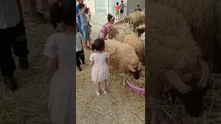  ب  ج  خ  ت  ح  س  ش  ك  م  ن دندنها