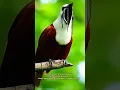 Download Lagu Nama-nama Burung Endemik Eksotis dan Suara Kicauannya yang Unik#burung #burungbeo #kicaumania