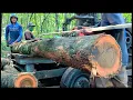 Download Lagu Kecil panjang Dan Mantap‼️Kayu Jati Kebun Di Rajang Gergaji Mesin Bandsaw Rakitan