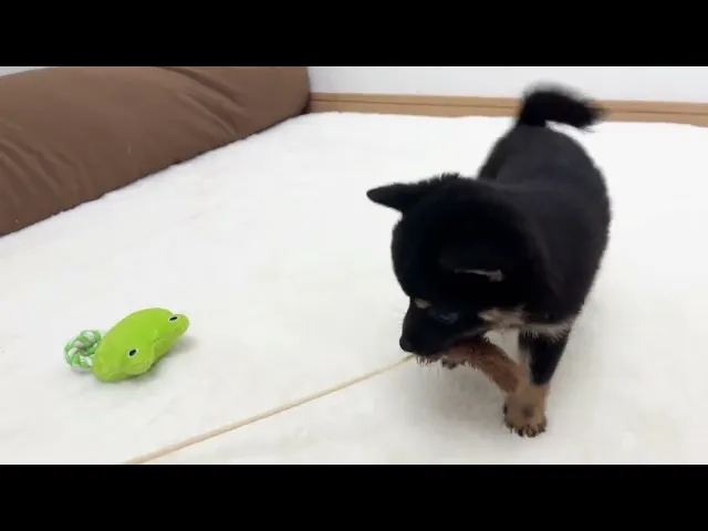 動画