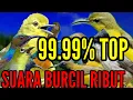 Download Lagu suara pikat burcil ribut menjerit- kejepit paling ampuh || 99.99% TOP