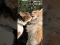 Download Lagu kiss another cats tongue #shorts #cat #dog #funnycat #frogtok