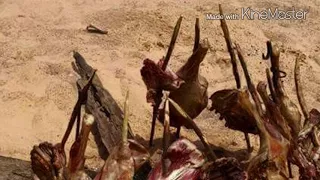 اغاني زغاوة حيدر ود فاء اغنية بري بور تيلا 