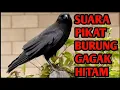 Download Lagu 🔴SUARA PIKAT BURUNG GAGAK HITAM AMPUH