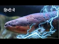 Download Lagu How Does An Electric eel Give Powerful Electric Shock  How Does an Electric eel Work  I Hindi