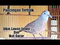 Download Lagu Pancingan perkutut terbaik bikin lawan emosi dan ikut gacor