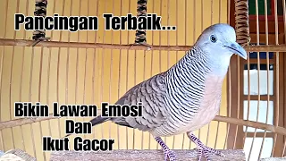 Download Pancingan perkutut terbaik bikin lawan emosi dan ikut gacor MP3