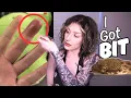 My Snake Bit Me and Gave Me Nerve Damage Malagasy Cat Eyed Snake Bite