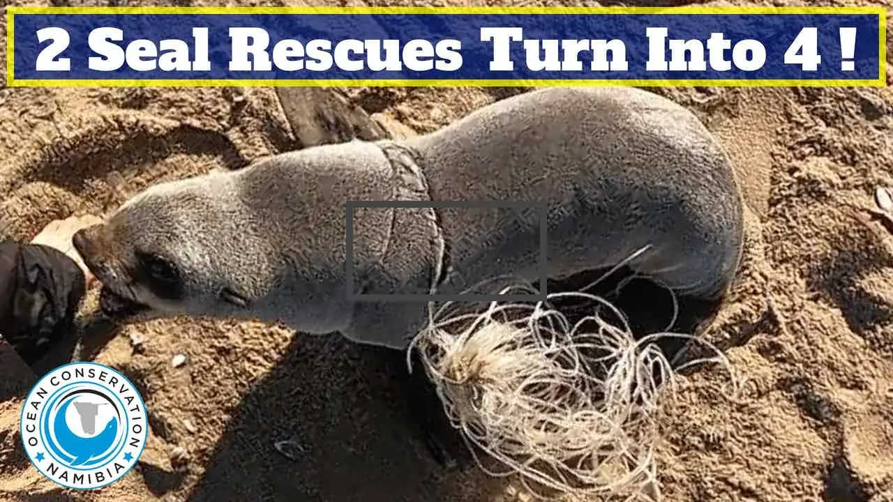 Double Seal Rescue turns into Quadruple Rescue! - download from YouTube for free