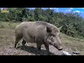 Download Lagu Wilde zwijnen op de vlucht: jacht op rubberboerderij in Indonesië