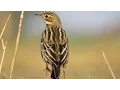 Download Lagu Linduška rudokrká --- Red-throated Pipit (Anthus cervinus)