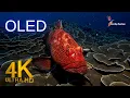 Lagu Slow Ocean Depths in 4K Ultra HD | Relaxing Underwater Nature Video