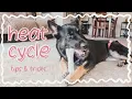 Female Dog In Heat - 5 Tips To Survive Your Dog s First Heat Cycle