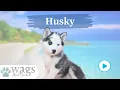 Husky Breed Highlights