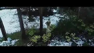 Cheba Souad Avec Hichem Smati Bla Bik Le Monde Khawi 