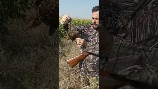 ديك قرنبيط ديك الحرش 