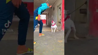 بيتبول كلب TiK TOK جديد 