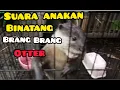 Download Lagu suara anakan binatang berang berang otter