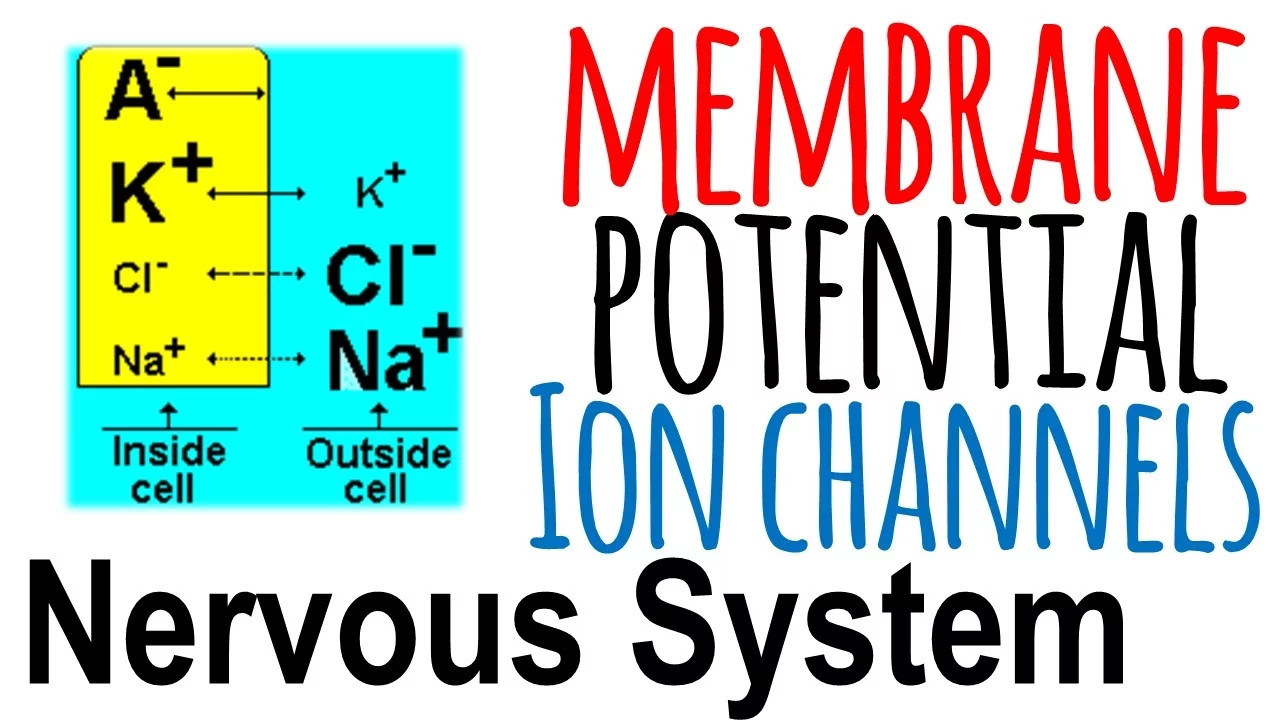 Ion channels and membrane potential