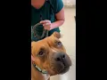 Urgent need for pet adoptions fosters in St Louis County