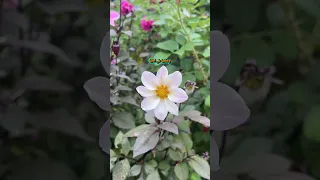 بنت الأصول زهرة تزين حياة من حولها 