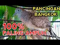Download Lagu SUARA PERKUTUT BANGKOK GACOR PALING AMPUH UNTUK PANCINGAN AGAR PERKUTUT BANGKOK MALAS IKUT BUNYI 