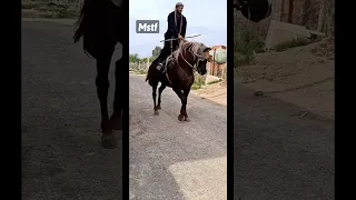 فنتازيا الجزائر Shorts 656 