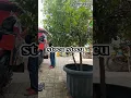 Download Lagu stecu stecu #music