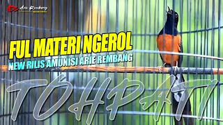 full materi ngerol materi super pedes cocok buat masteran dan pancingan murai shama bird