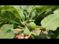 Growing Fig Trees in the Northeast - A Chat w Bill Lauris offthebeatenpathnursery9092