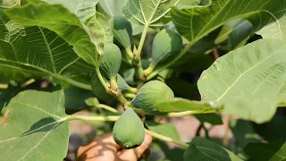 Growing Fig Trees in the Northeast - A Chat w Bill Lauris offthebeatenpathnursery9092