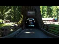 1947 Ford Old Henry drives through giant redwood tree